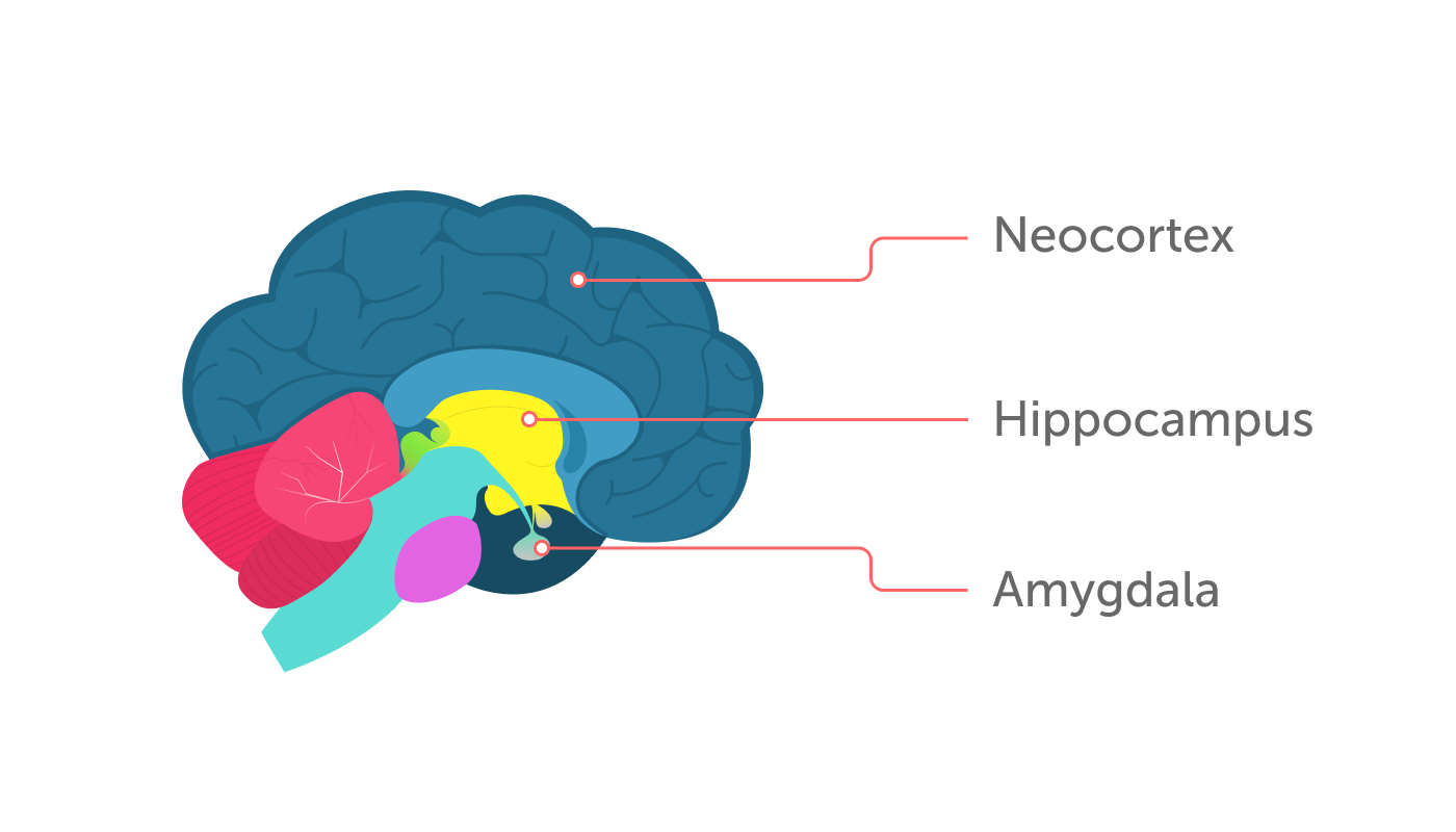 brain-illustration